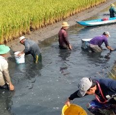 Bạc Liêu: Nhân rộng mô hình nuôi tôm kết hợp